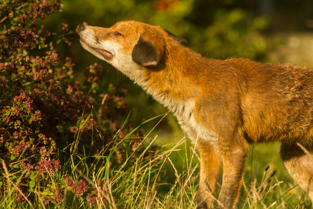 3008142608148166.jpg - Male fox with some signs of poor coat (mange?) in garden on sunny evening.