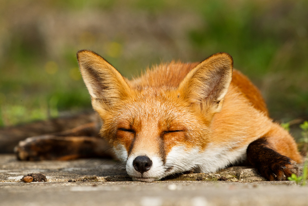 3008183008182340.jpg - Long Nose, the young male fox
