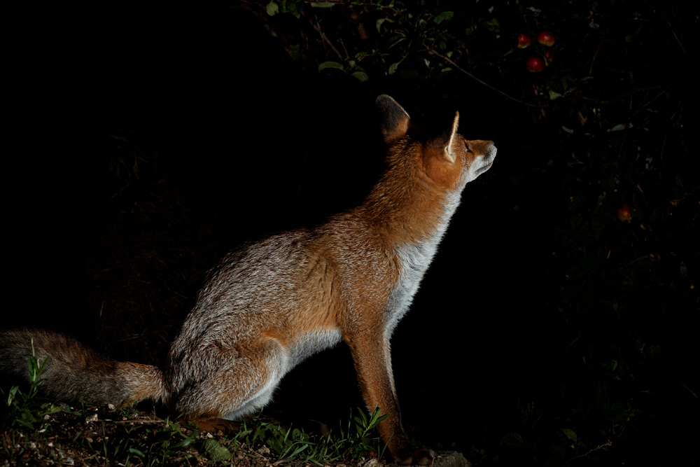 3008213008218862.jpg - Young fox at night (Blondie)