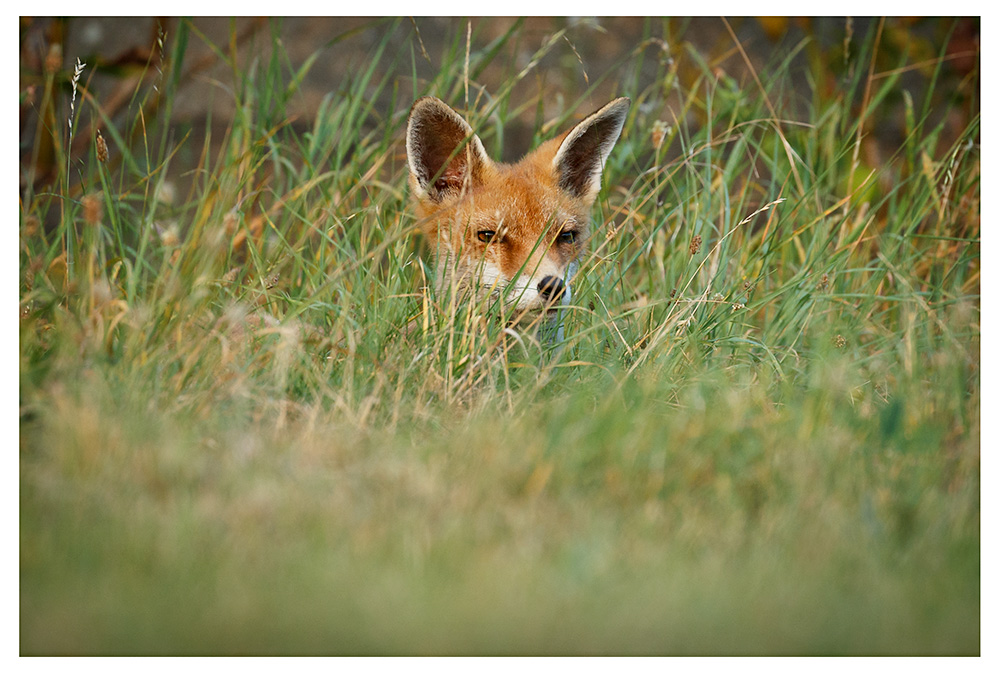 3008251808255011.jpg - SoLo in the garden