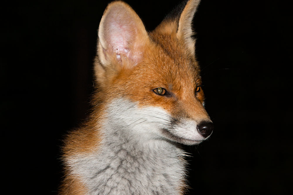 3009141306105066.jpg - Portrait of a young fox