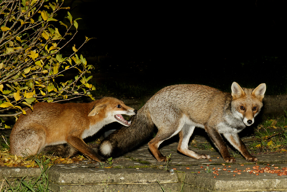 3009173009178506.jpg - Pretty Vixen and young male (Long Nose)