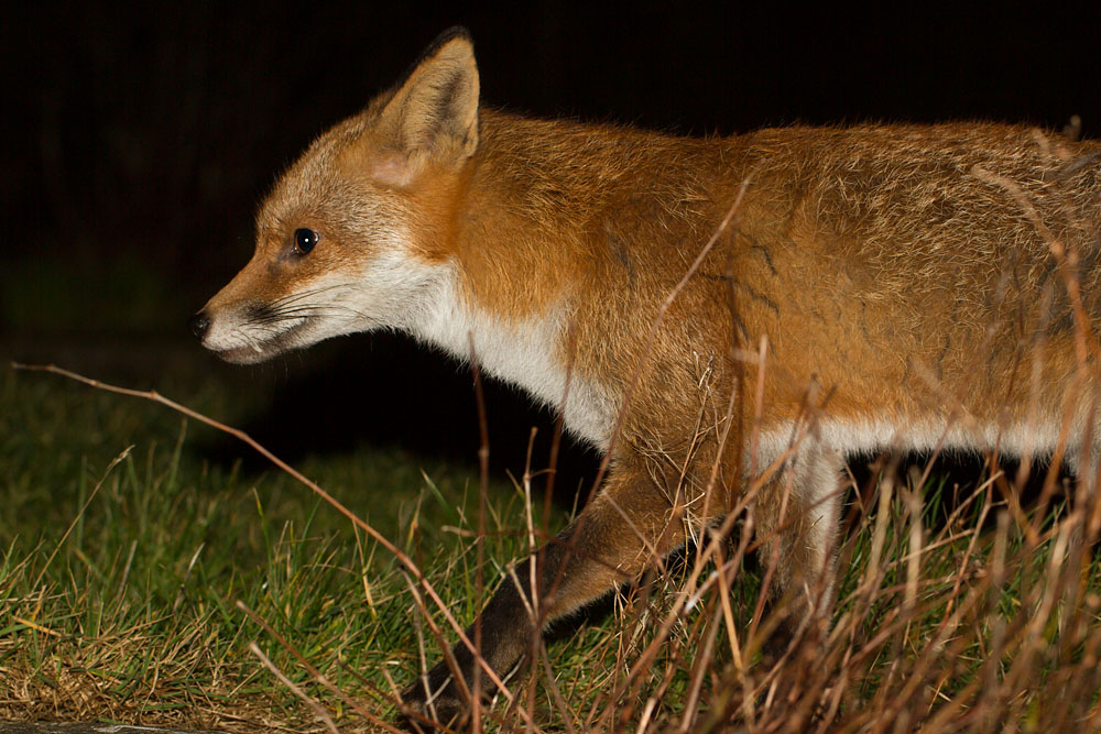 3010142402143131.jpg - Fox in garden