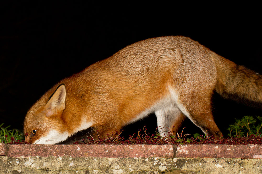3011122911126358.jpg - Fox (Vulpes vulpes) caching food by a low wall.