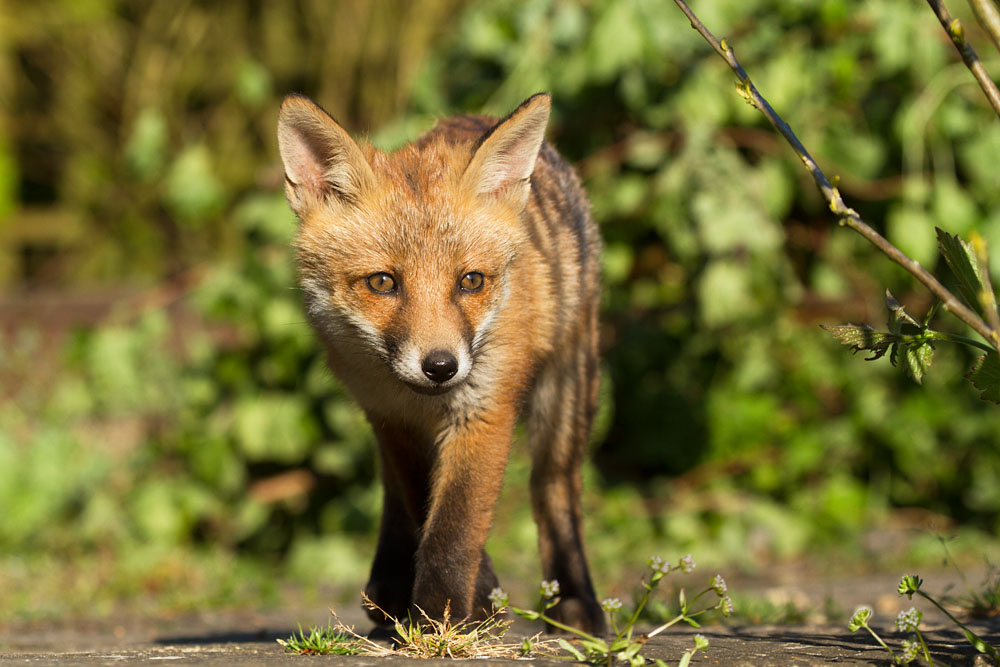 3103142605139097.jpg - Fox cub at the rear of the garden