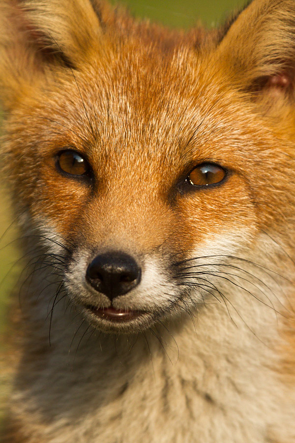 3103151707132082.jpg - Fox cub in sunshine
