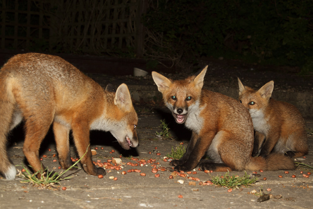 3103170506132378.jpg - Three fox cubs