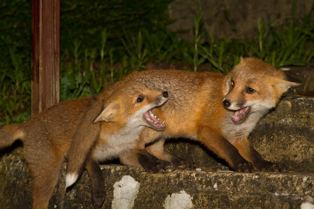 3105132905130399.jpg - Two fox cubs fighting on garden steps
