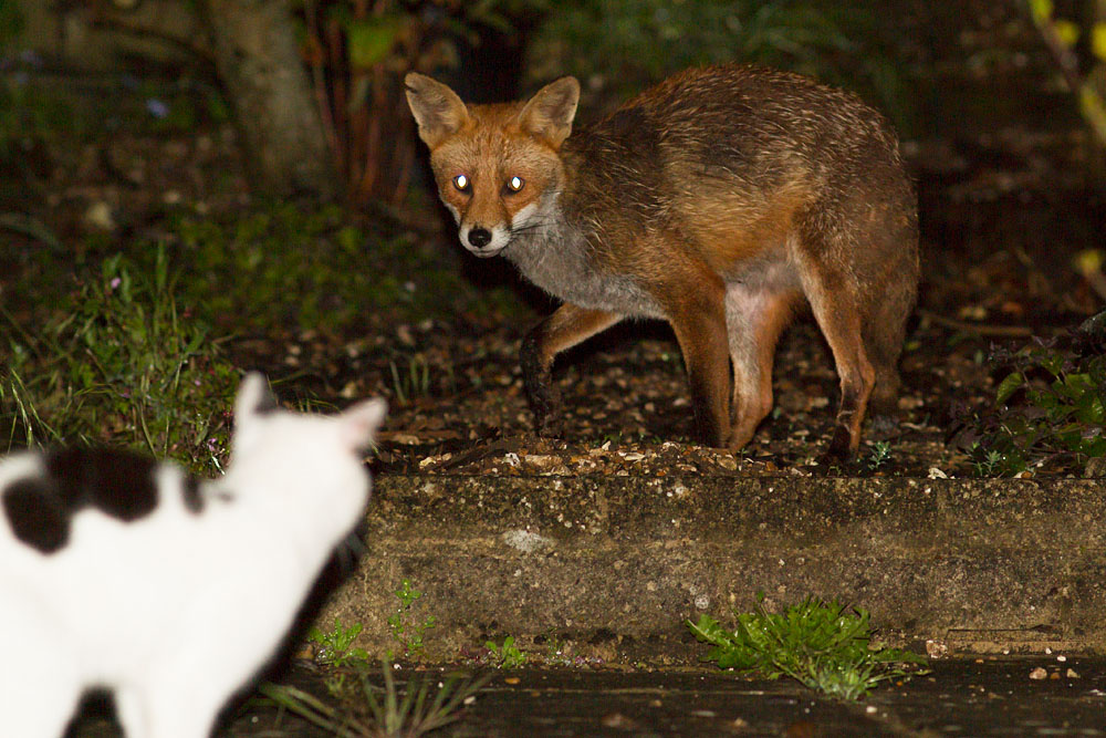 3105142805140702.jpg - Fox with nicked ear confronts a cat