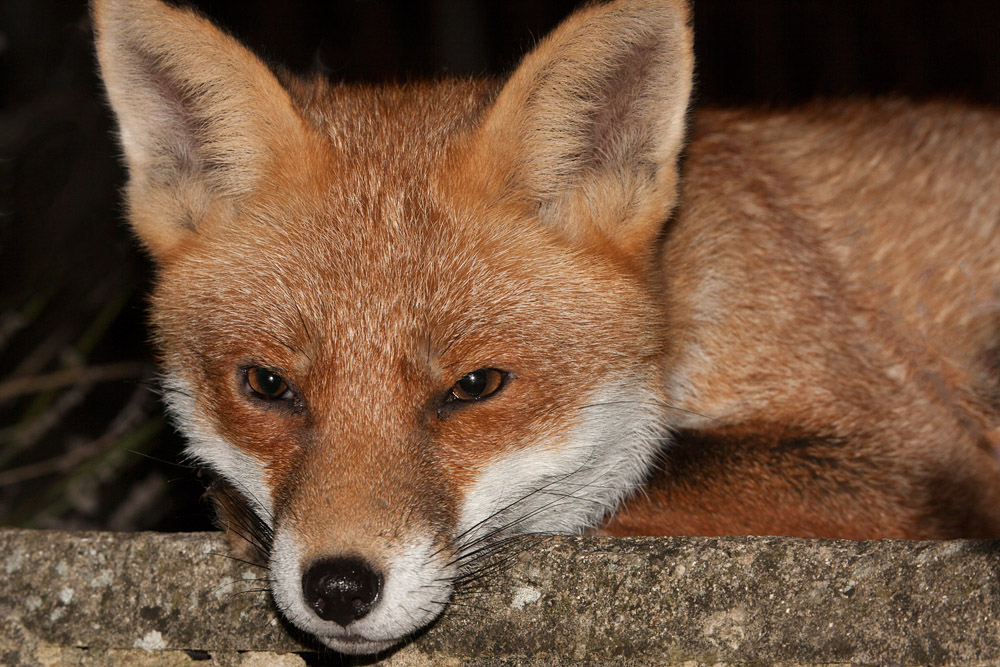 3105162910099215.jpg - Fox resting head on wall