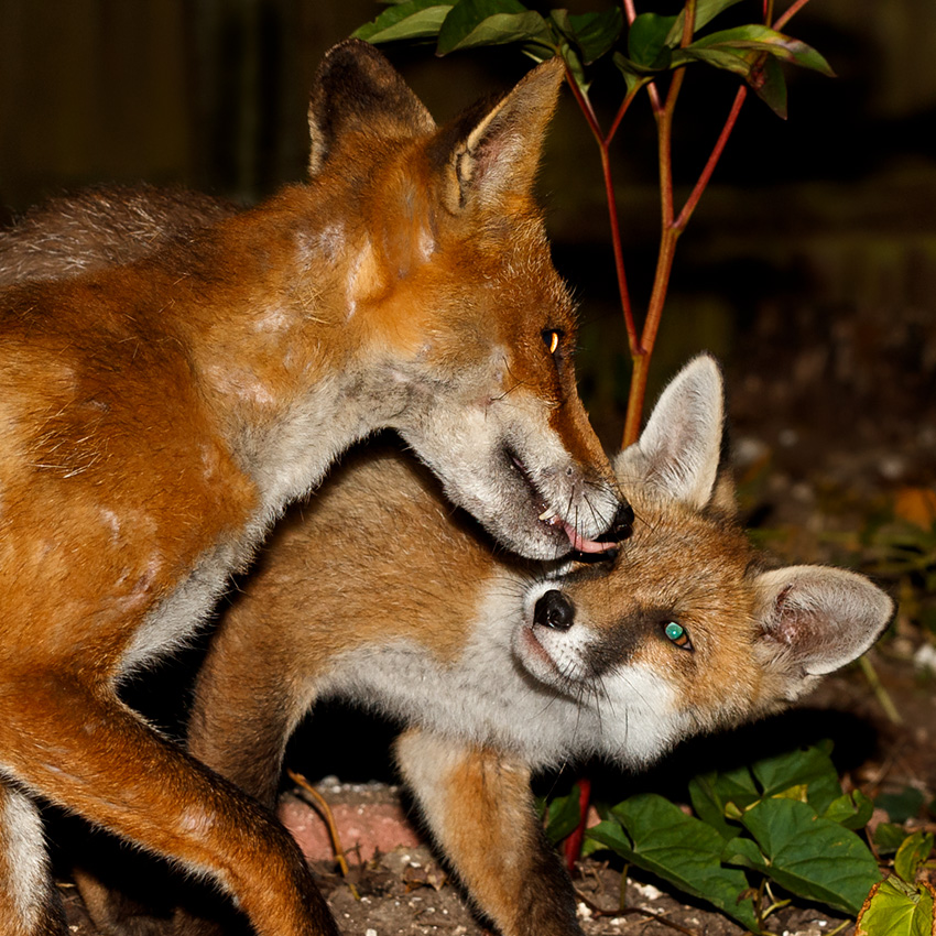 3105193105190489.jpg - Wolfy (vixen) with Butch (fox cub)