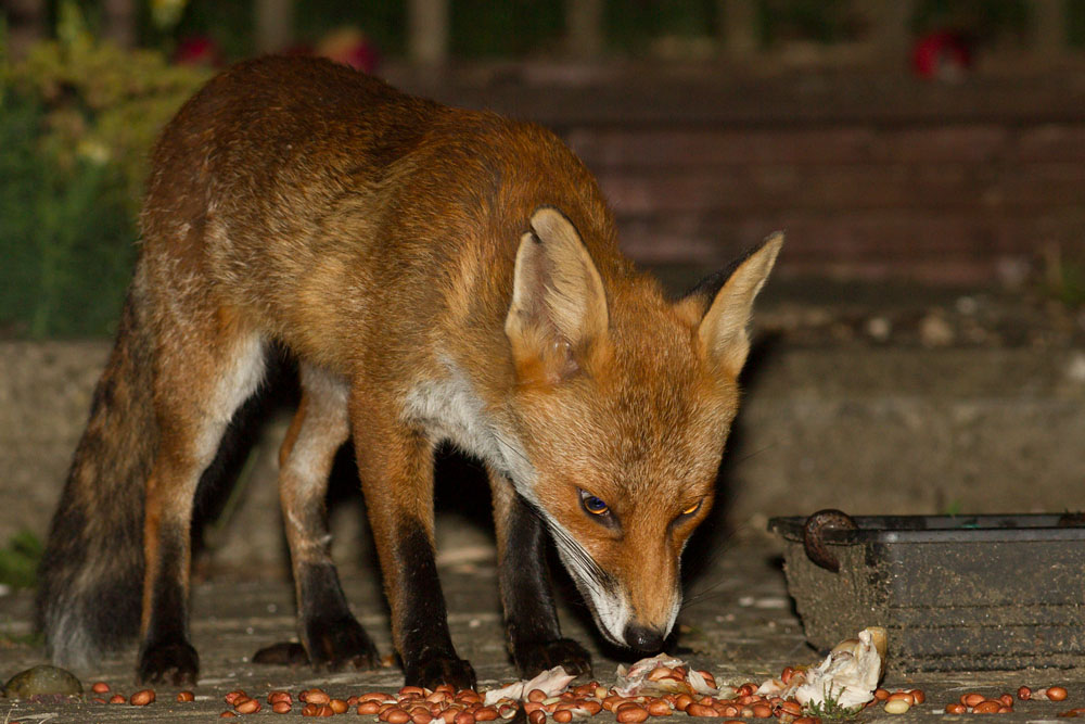 3107142907142760.jpg - Fox with nicked ear  eating in suburban garden