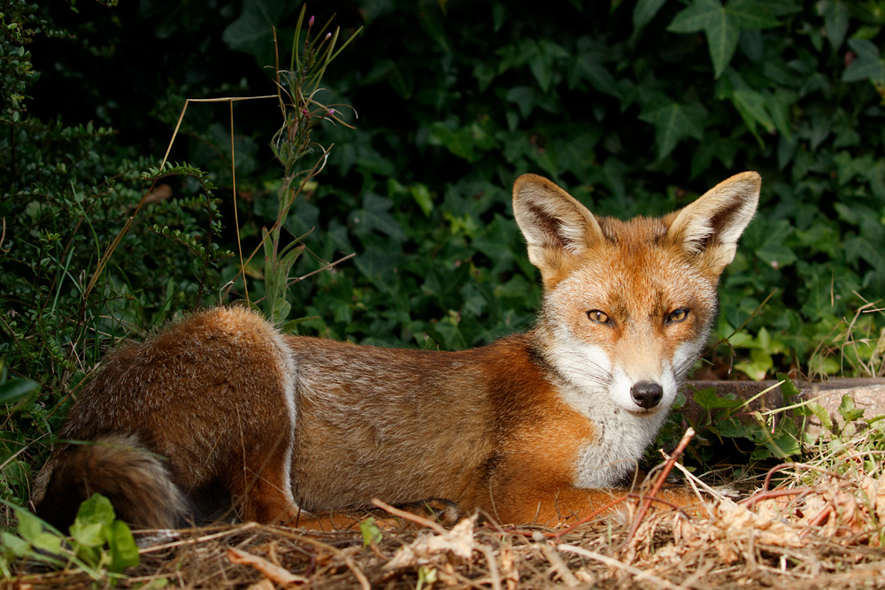 3107173107174936.jpg - Fox cub in the garden