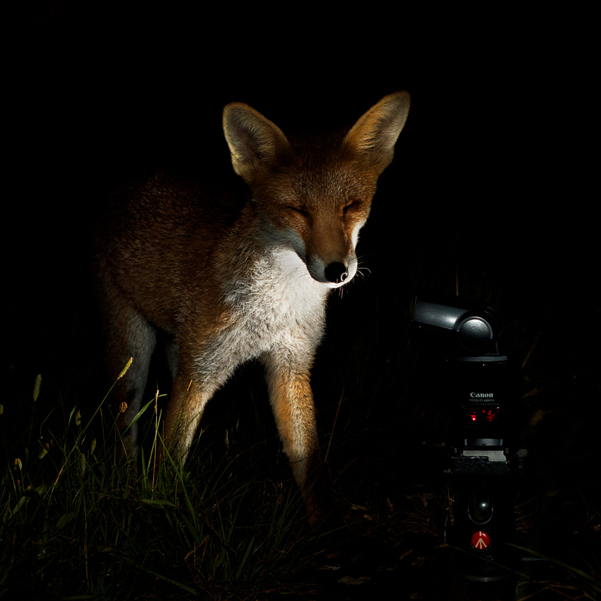 3107213007216018.jpg - Portrait of a fox cub