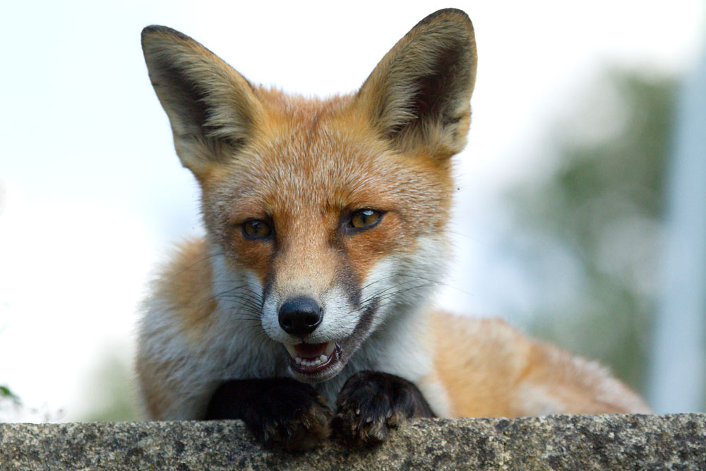 3108132608132639.jpg - Young fox (Vulpes vulpes) in a suburban garden