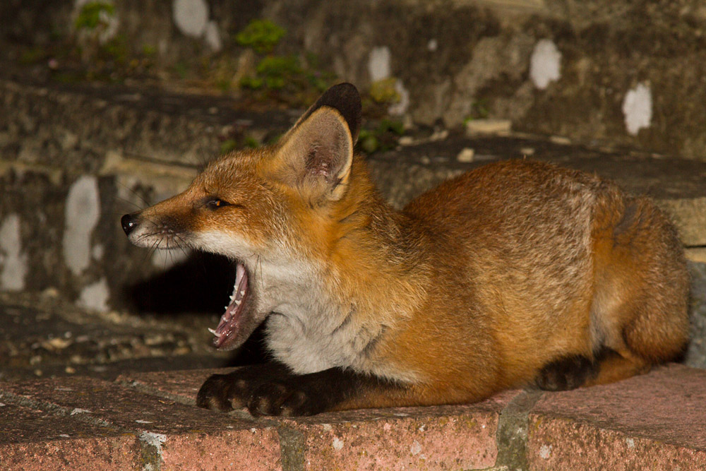 3108151106133948.jpg - Fox cub on wall, yawning
