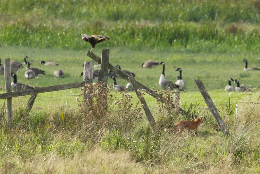 3108173108175195.jpg - Marsh Harrier and Fox at Pulborough Brooks