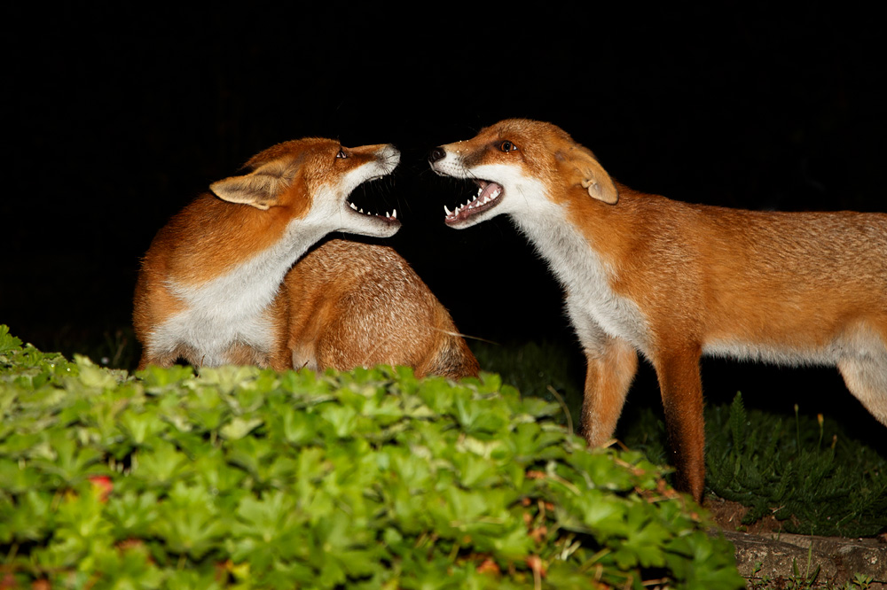 3108183108182407.jpg - Pretty Vixen and Long Nose