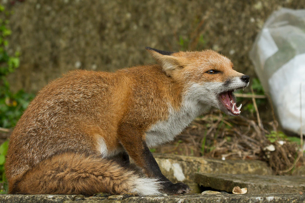 3110132710133597.jpg - Fox eating a markie