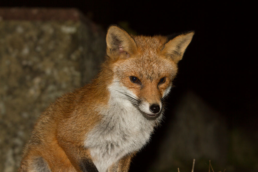 3110142602143419.jpg - Fox in garden