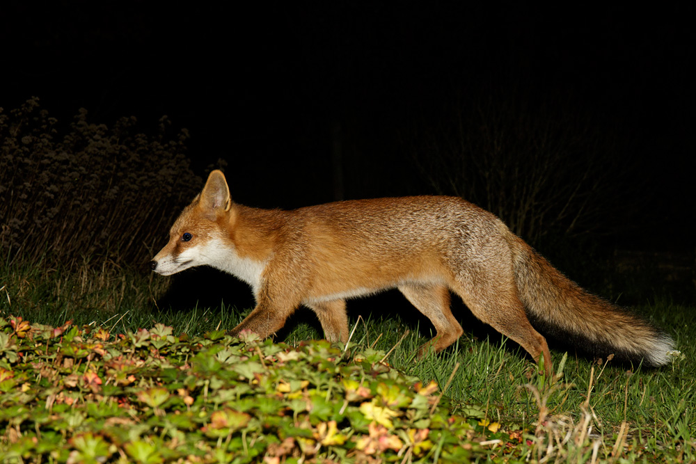 3110172810170376.jpg - Pretty Vixen