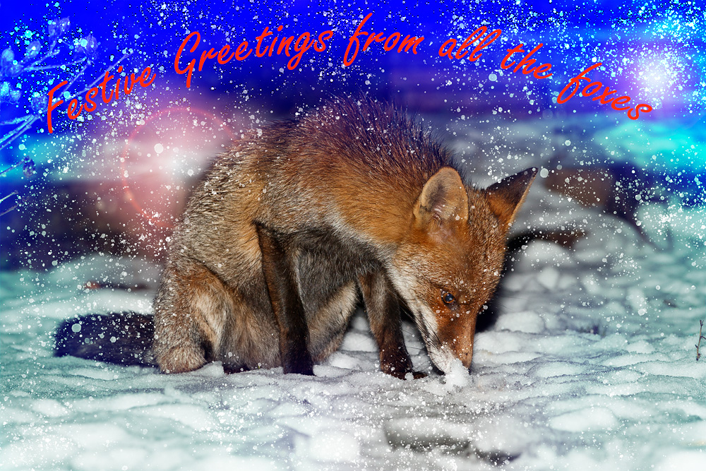 xmas_2019.jpg - Wolfy in the snow