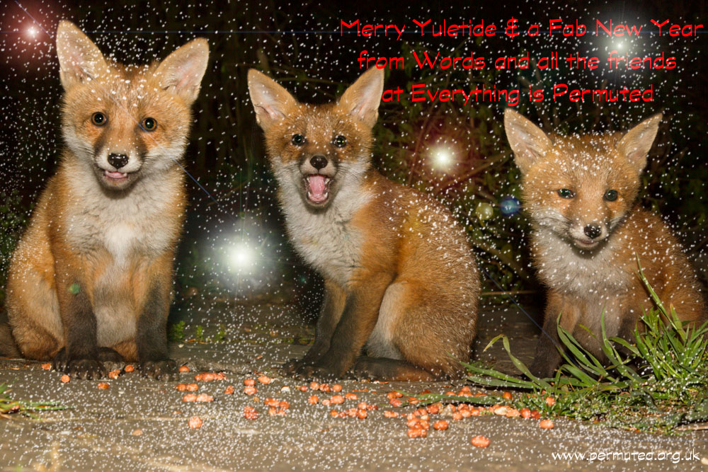 xmas__b_2014.jpg - Three fox cubs eating peanuts in a suburban garden