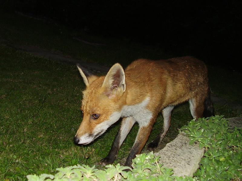 Adult urban fox