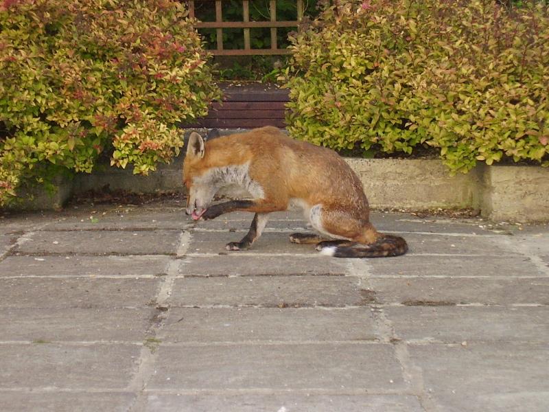 Fox grooming