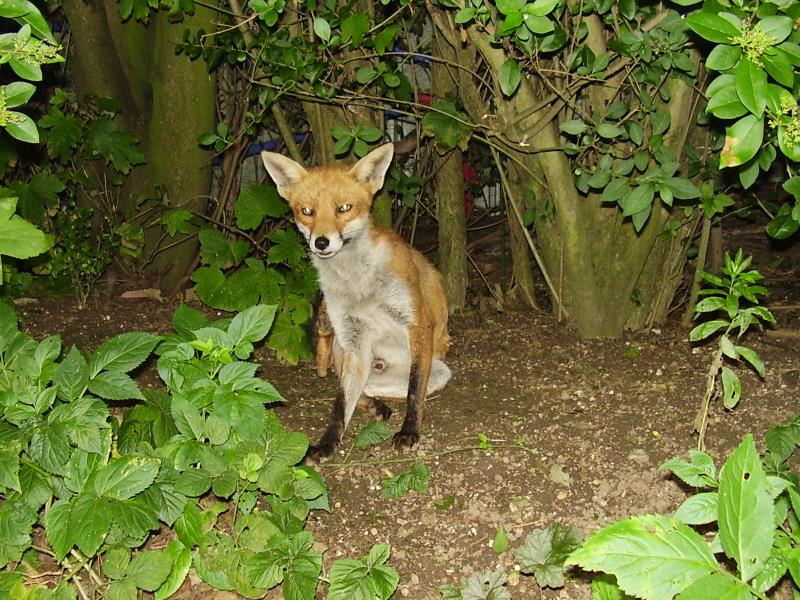Fox in woodland garden