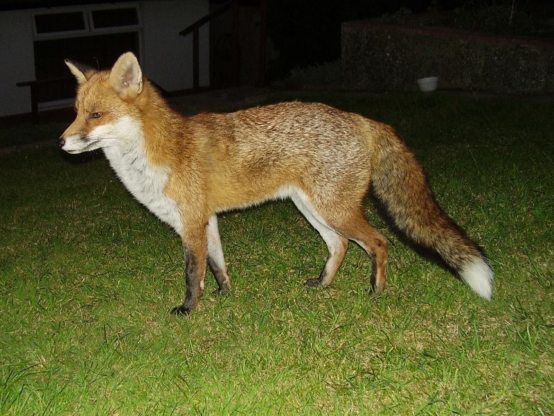 Fox standing 3