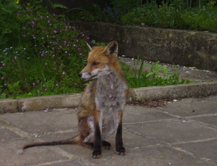fox026012.jpg