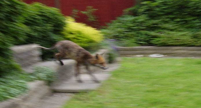 leaping fox