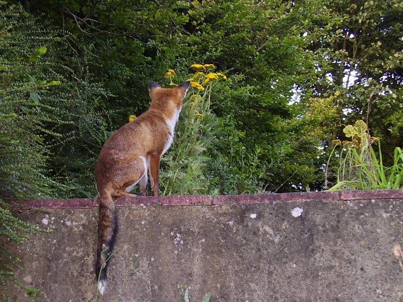 Fox on wall