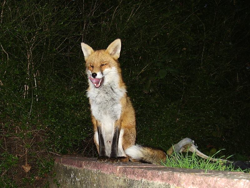 Fox sitting 2