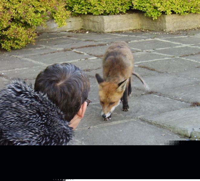 Fox hello
