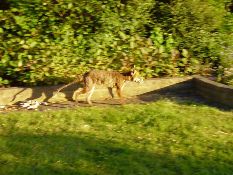 Fox running