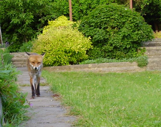 Fox on path