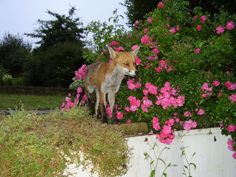 Fox and roses 2