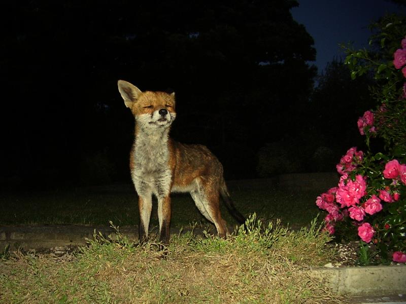 Night Fox