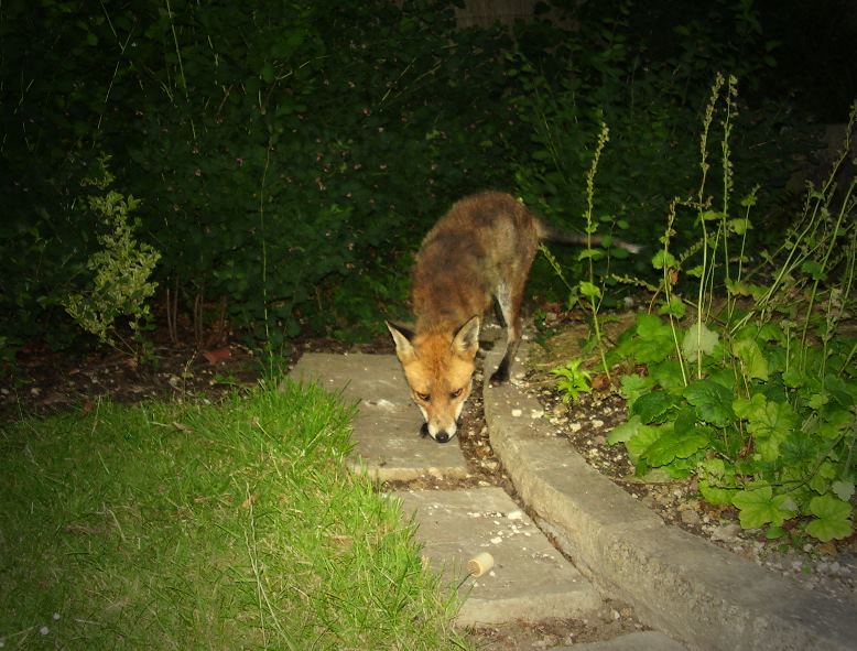 fox sniffing