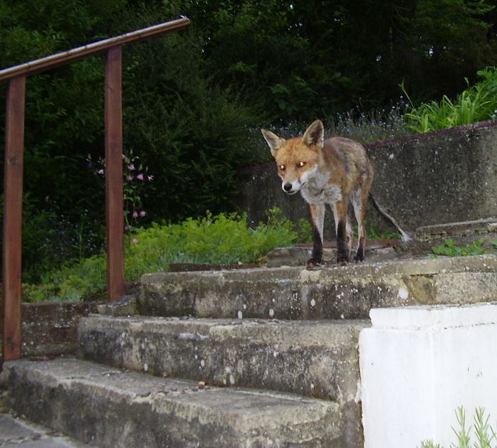 fox on step