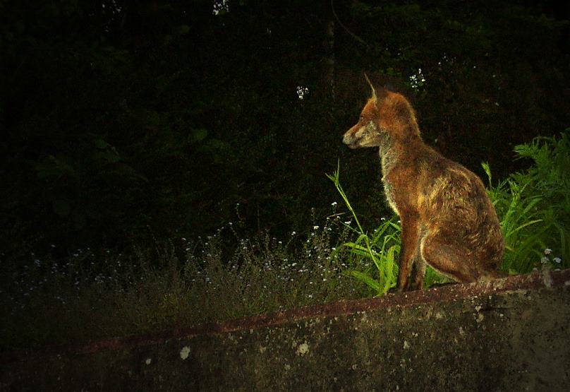 fox at dusk