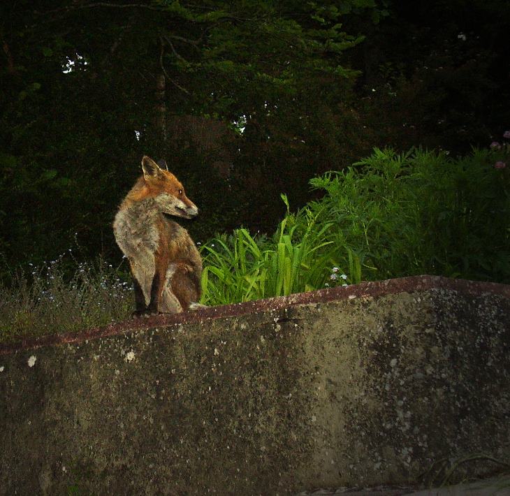 fox at dusk 2
