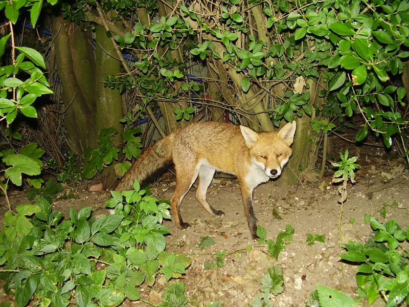 Fox by tree