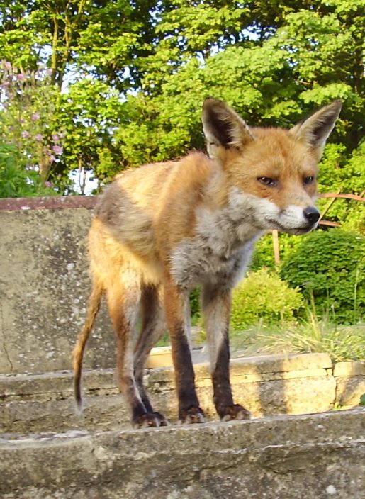 Fox standing