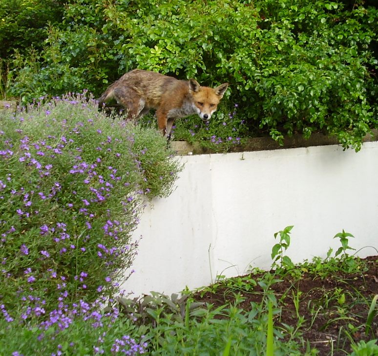 Fox poised to leap