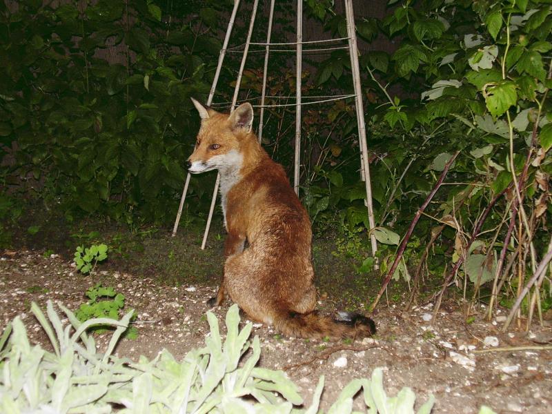 Fox sits