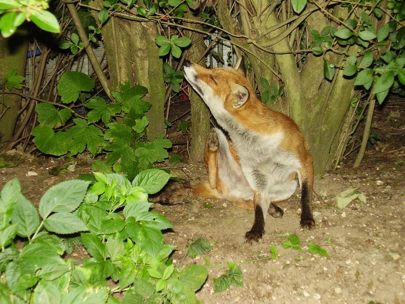 Fox scratch