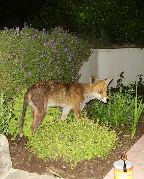 fox - tine of food bottom right